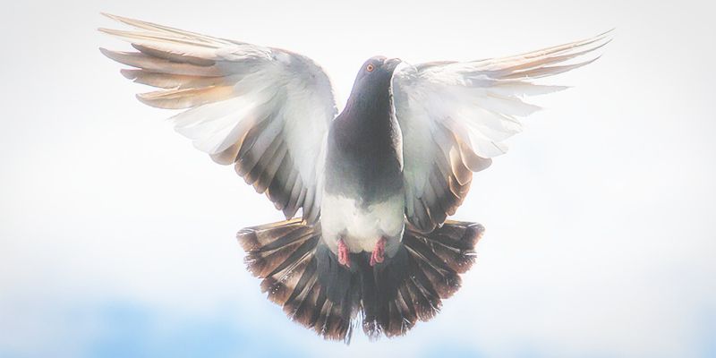 鳩忌避剤